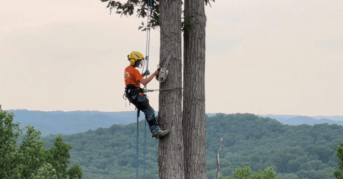 Tree trimming
