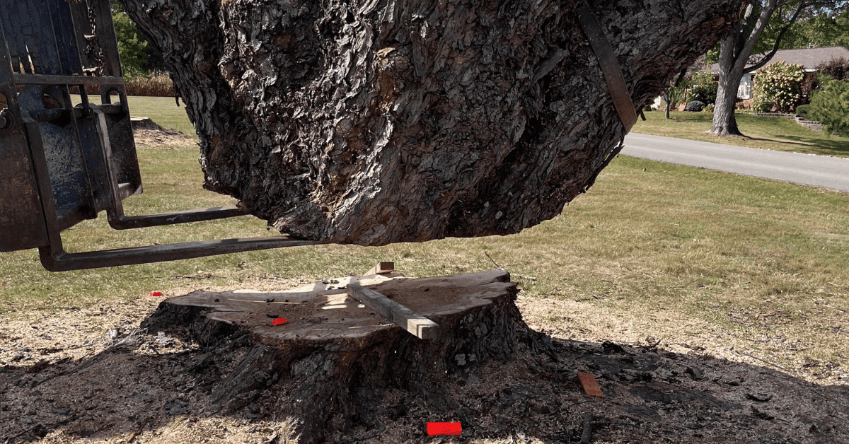 Tree removal